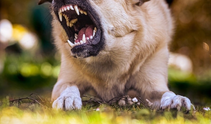 dog bite compensation claim Belfast northern ireland